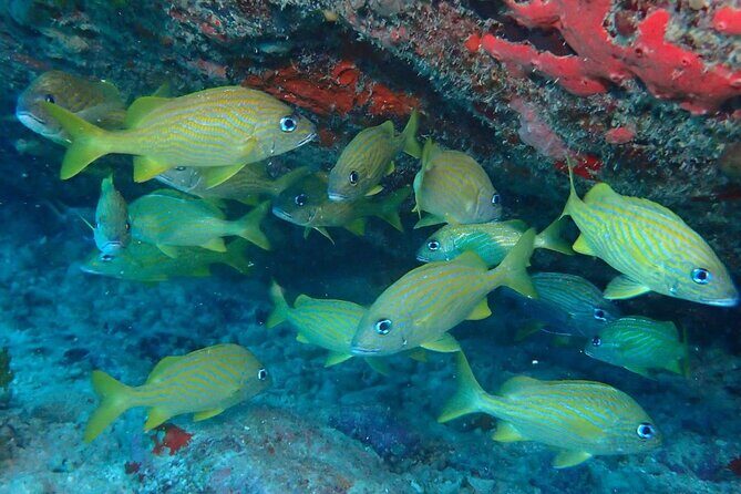 Anguilla Based: 2-Tank Group Dive Experience for Certified Divers - An In-Depth Look at the Experience