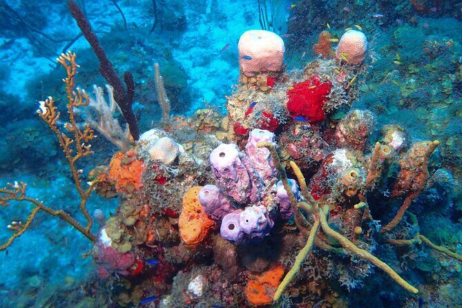 Anguilla Based: 2-Tank Group Dive Experience for Certified Divers - FAQ