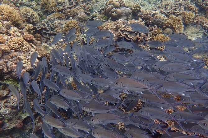 Anilao Snorkel Safari: Explore the Amazing Underwater World - Why This Tour Is Worth Your Time