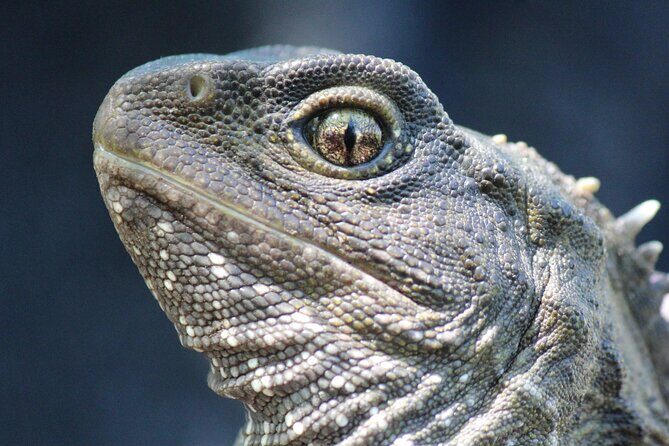 Animals of Aotearoa Wellington Zoo Tour - An In-Depth Look at the Animals of Aotearoa Tour