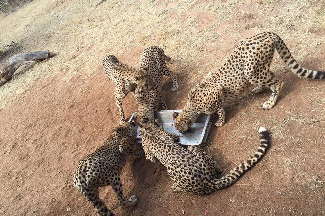 Ann Van Dyk Cheetah Centre Half-Day Tour from Johannesburg - What to Expect from the Half-Day Tour