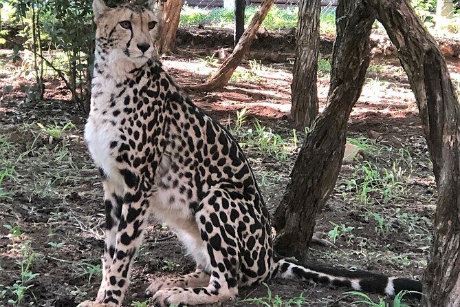 Ann Van Dyk Cheetah Centre Half-Day Tour from Johannesburg - Authentic Encounters and Conservation Focus