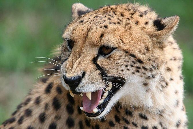 Ann Van Dyk Cheetah Centre Half-Day Tour from Johannesburg - Practical Tips for Tour Participants