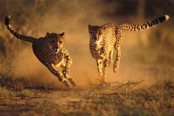 Ann Van Dyk Cheetah Centre Half-Day Tour from Johannesburg - Final Thoughts