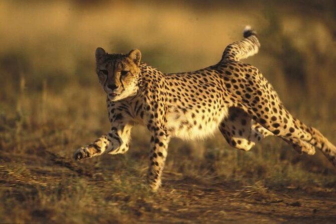 Ann Van Dyk Cheetah Centre Half-Day Tour from Johannesburg - Frequently Asked Questions