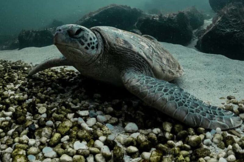 Anna Bay: Irukandji Entry + Coastal Currents Snorkel - The Marine Life and Interaction