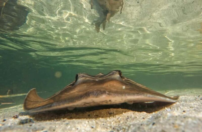Anna Bay: Irukandji Entry + Coastal Currents Snorkel - The Experience in Context