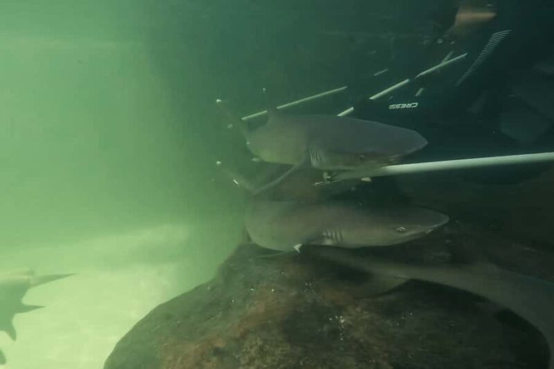 Anna Bay: Irukandji Entry Pass with Reef Shark Encounter - The Experience Itself: What to Expect from Start to Finish