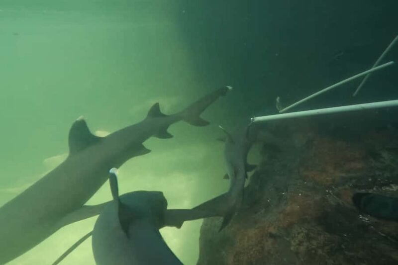 Anna Bay: Irukandji Entry Pass with Reef Shark Encounter - Comfort and Practical Details