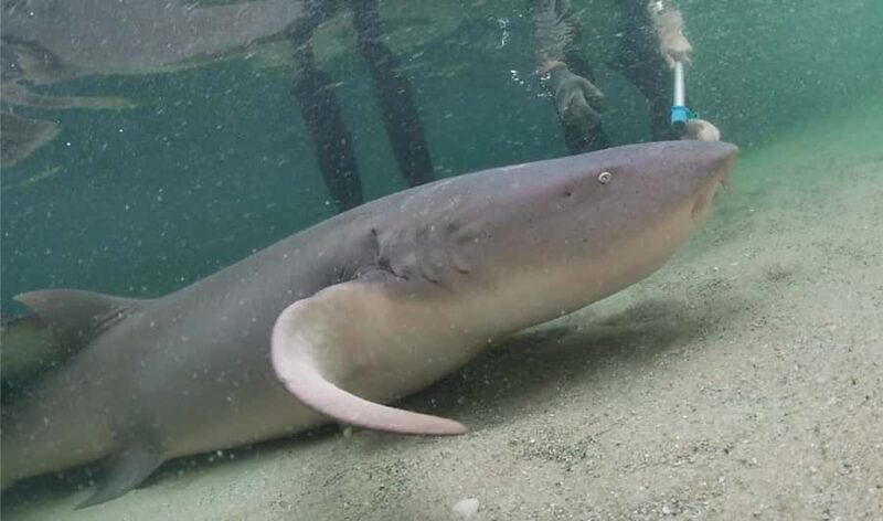 Anna Bay: Irukandji Entry Pass with Reef Shark Encounter - FAQ