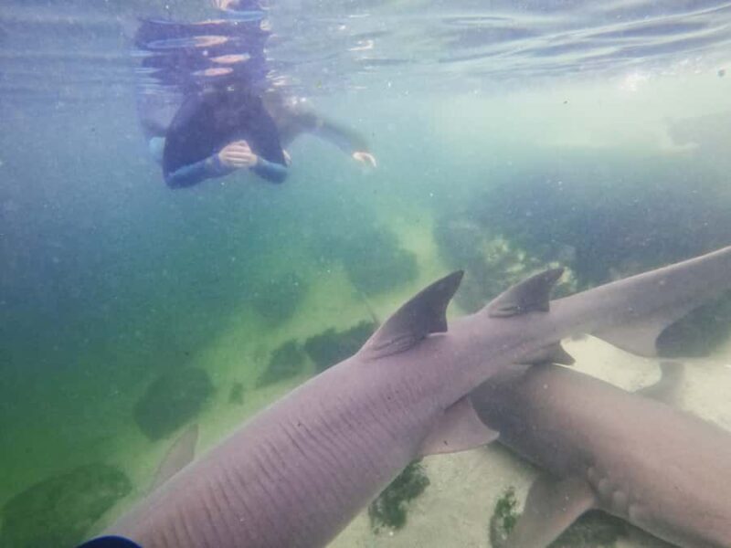 Anna Bay: Irukandji Entry Pass with Reef Shark Snorkel - Key Points