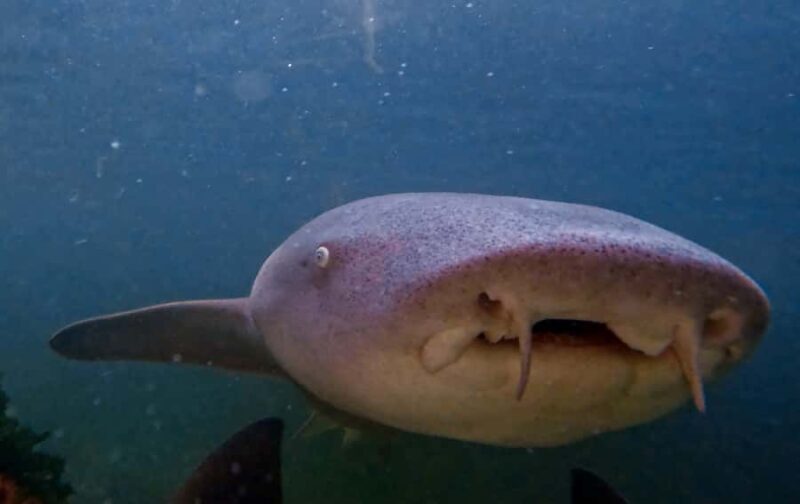 Anna Bay: Irukandji Entry Pass with Reef Shark Snorkel - A Close Look at the Experience