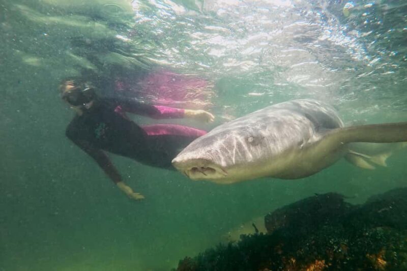 Anna Bay: Irukandji Entry Pass with Reef Shark Snorkel - What Makes This Tour Worth It?