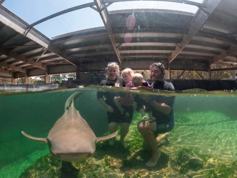 Anna Bay: Irukandji Entry Pass with Zebra Shark Encounter - An In-Depth Look at the Experience