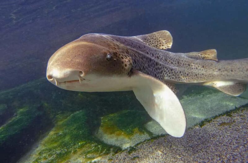 Anna Bay: Irukandji Entry with Zebra Shark Snorkel - Who Will Love This Tour?