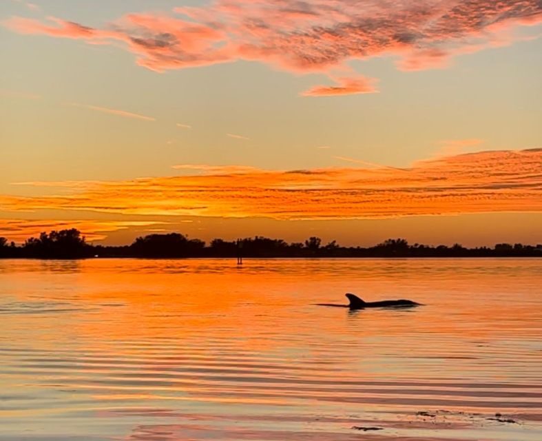 Anna Maria Island and Bradenton: Sunset Kayak Dolphin Tour - Final Thoughts: Is It For You?