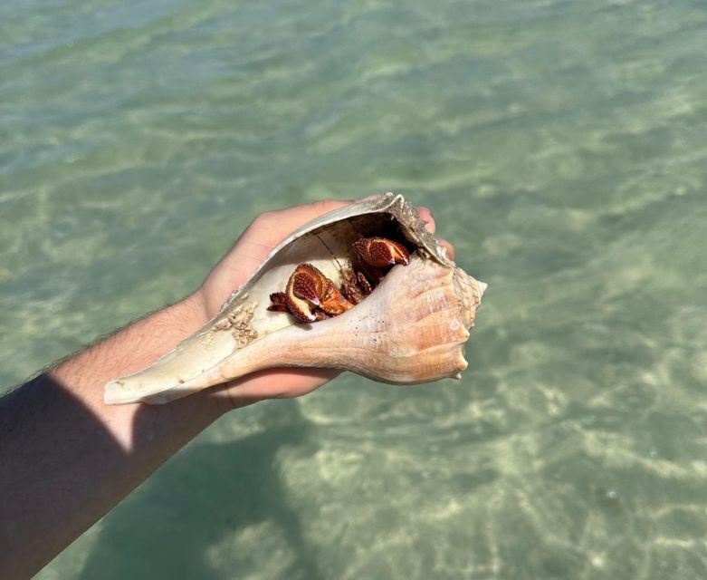 Anna Maria Island: The Island Kayak Tour - Practical Considerations