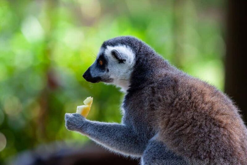 Antananarivo: Baobab Avenue & Kirindy Tours 4 Days/3 Nights - Key Points