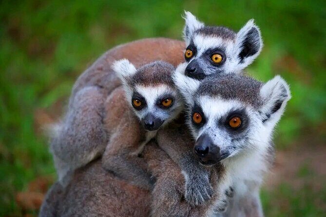 Antananarivo: Lemurs Park & City Tour - FAQ