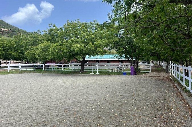 Antigua Horse Ride and Swim - A Detailed Look at the Antigua Horse Ride and Swim