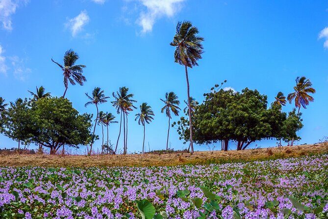 Antigua Shore Excursion: Round Island Tour - Who Should Consider This Tour?