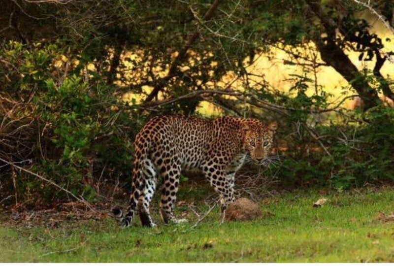 Anuradhapura: Morning or Evening Safari at Wilpattu -Private - Key Points