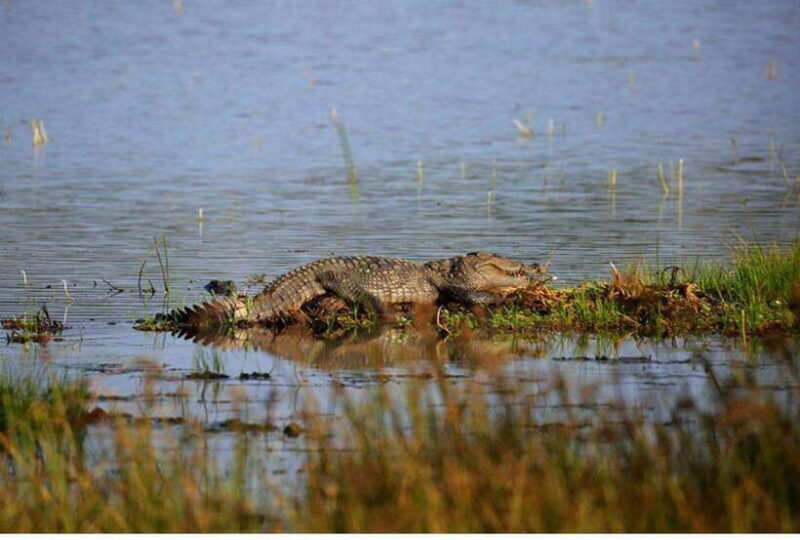 Anuradhapura: Morning or Evening Safari at Wilpattu -Private - Discovering Wilpattu: An In-Depth Review