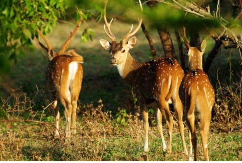 Anuradhapura: Morning or Evening Safari at Wilpattu -Private - Final Thoughts: Is It Worth It?