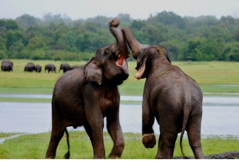 Anuradhapura: Morning or Evening Safari at Wilpattu -Private - FAQ