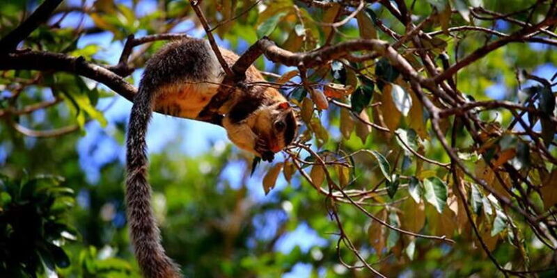 Anuradhapura: Wilpattu National Park Day Trip with entrance - Introduction