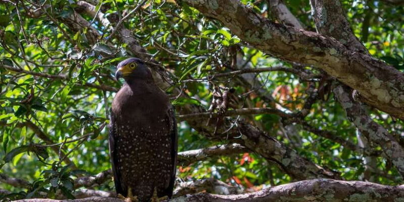 Anuradhapura: Wilpattu National Park Day Trip with entrance - The Safari Experience: Wildlife and Bird Watching