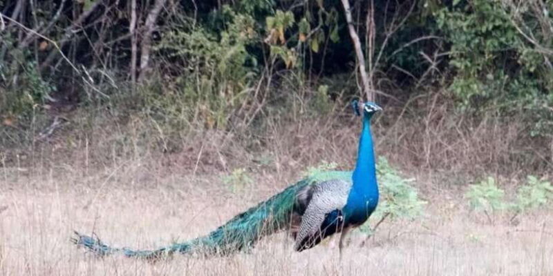 Anuradhapura: Wilpattu National Park Day Trip with entrance - Why Wilpattu Stands Out