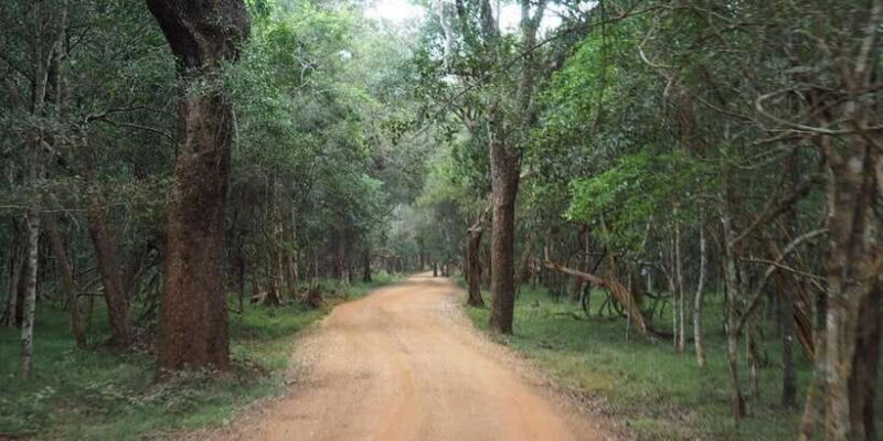 Anuradhapura: Wilpattu National Park Day Trip with entrance - The Post-Safari Local Lunch