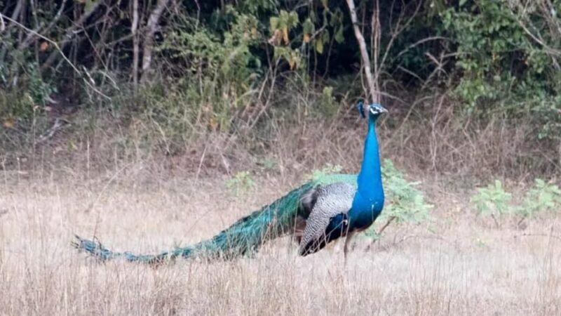 Anuradhapura: Wilpattu National Park Day Trip with entrance - Practical Details and Cost-Value Analysis