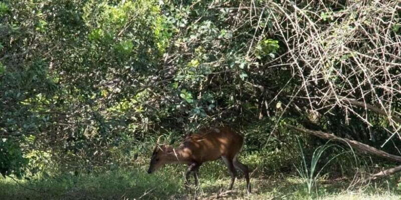 Anuradhapura: Wilpattu National Park Day Trip with entrance - Who Should Consider This Tour?