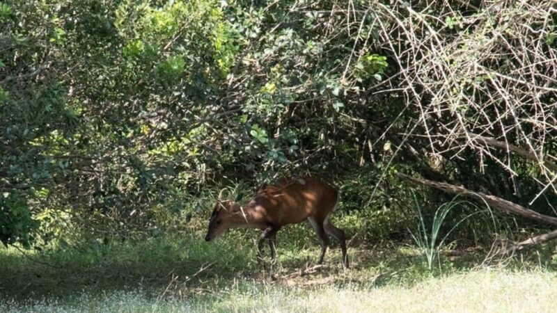 Anuradhapura: Wilpattu National Park Day Trip with entrance - FAQ