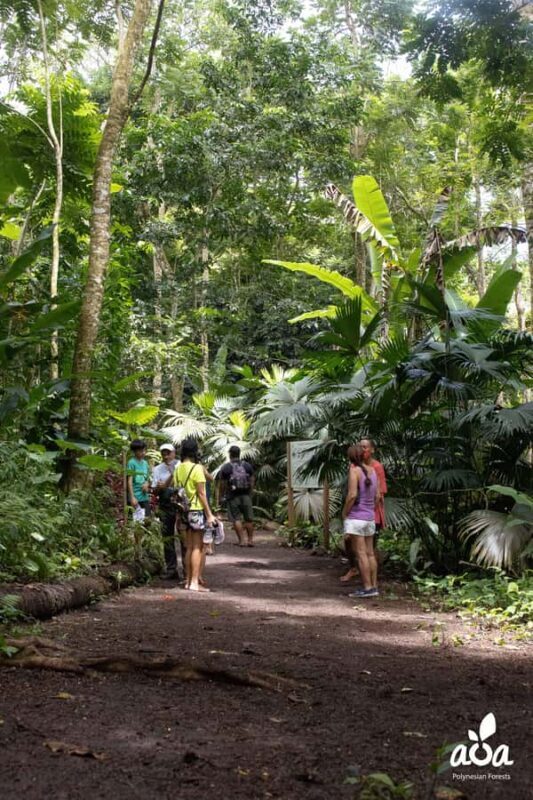 AOA Polynesian Forests - Educational Forest and Scavenger Hunt, Tahiti, West Coast - An Introduction to AOA Polynesian Forests: Private Nature Education on Tahiti’s West Coast