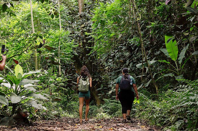 AOA Polynesian Forests - Hiking Sanctuary Biodiversity Tahiti - Potential Drawbacks and Considerations