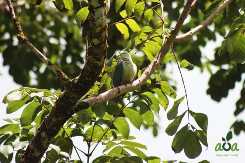 AOA Polynesian Forests - Tahiti Biodiversity Sanctuary Hike - Key Points