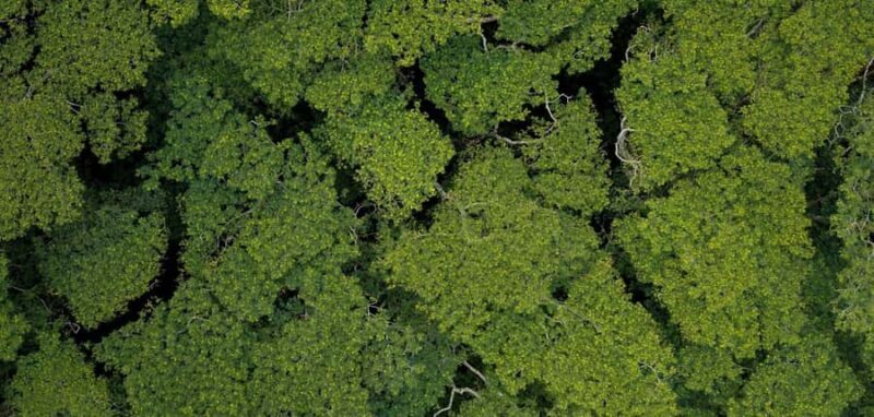 AOA Polynesian Forests - Tahiti Biodiversity Sanctuary Hike - Authentic, Meaningful Nature Encounters