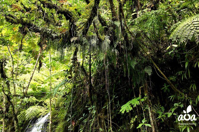 AOA Polynesian Forests - Tahiti Nature Immersion Day - Who Should Consider This Tour?
