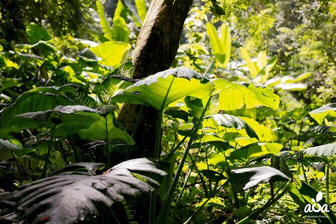 AOA Polynesian Forests - Tahiti Nature Immersion Day - FAQ
