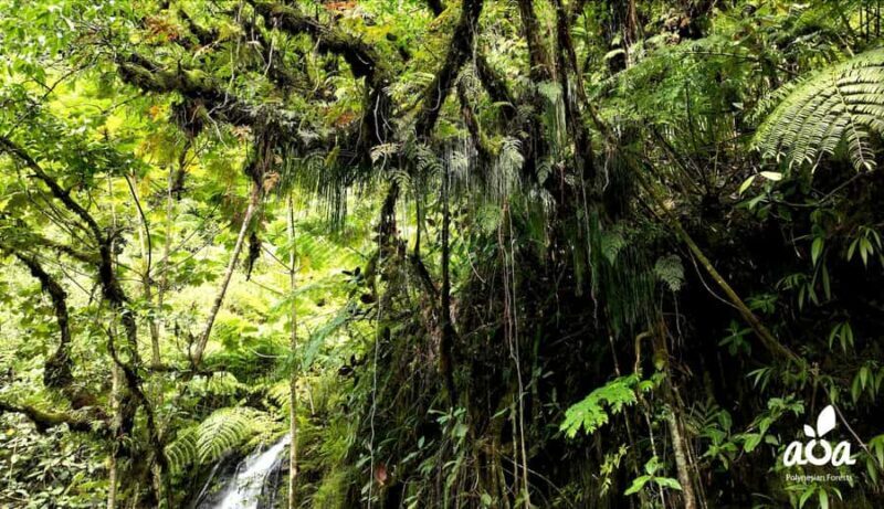 AOA Polynesian Forests - Tahiti Nature Immersion Day - A Closer Look at the Experience