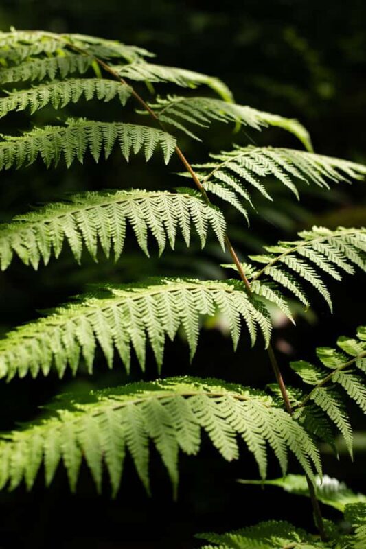AOA Polynesian Forests - Tahiti Nature Immersion Day - The Value and Impact