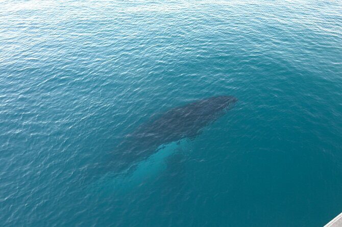 AOC Whale Watching from Broome - Practical Details and Tips