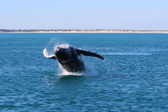 AOC Whale Watching from Broome - The Sum Up