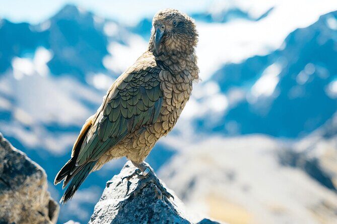 Aoraki Adventure Private Tour from Timaru Cruise Port - Exploring the Itinerary in Detail