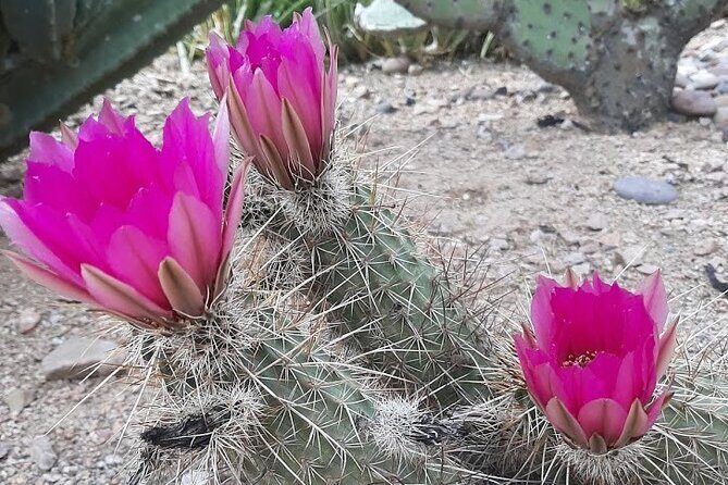 Apache Trail Private Half-Day Tour - Key Points