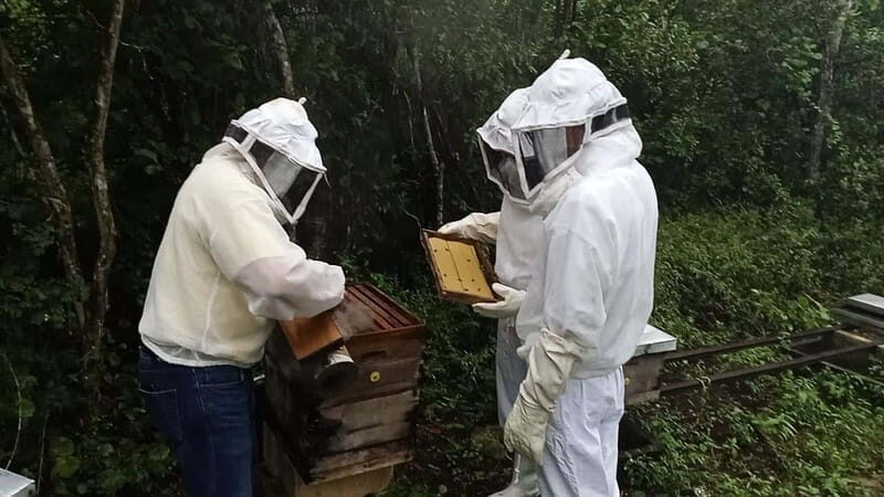 Apiary Tour (Bee tour) also Archeological site and salt Pond - Final Thoughts