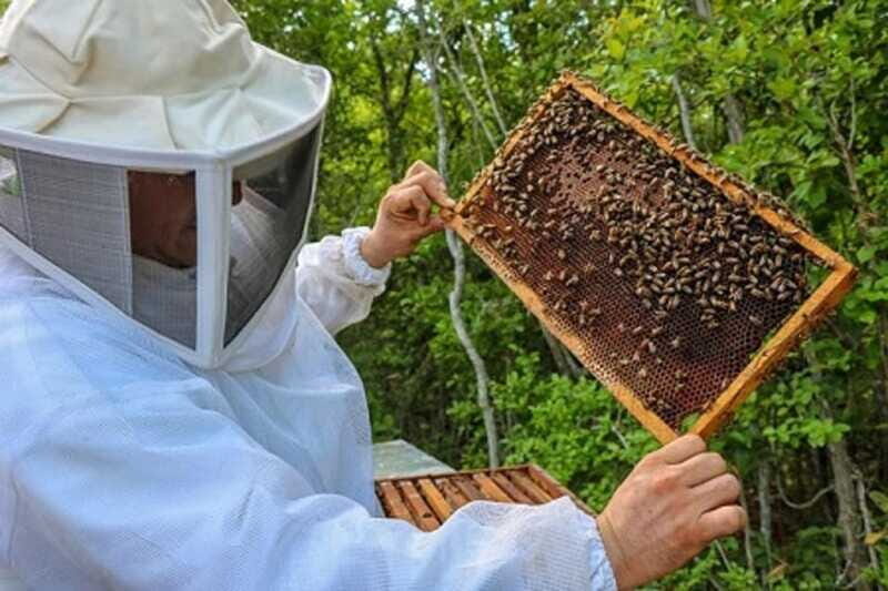 Apiary Tour (Bee tour) also Archeological site and salt Pond - FAQ